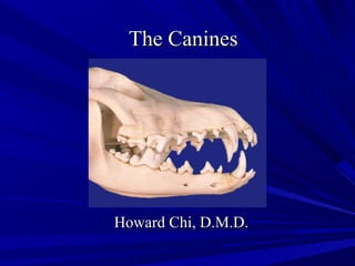 The CaninesThe Canines
Howard Chi, D.M.D.Howard Chi, D.M.D.
 