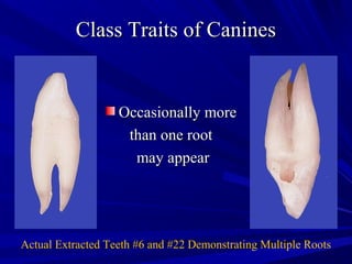 Maxillary and Mandibular Canines | PPT