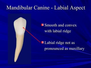 Maxillary and Mandibular Canines | PPT