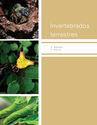 •	 Arácnidos
•	 insectos
Invertebrados
terrestres
 