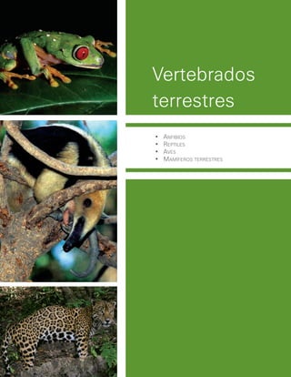 •	 Anfibios
•	 Reptiles
•	 Aves
•	 MAMífeRos	teRRestRes
Vertebrados
terrestres
 