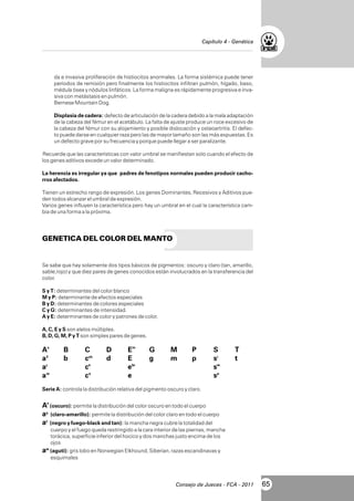 Capítulo 4 - Genética

da e invasiva proliferación de histiocitos anormales. La forma sistémica puede tener
períodos de remisión pero finalmente los histiocitos infiltran pulmón, hígado, baso,
médula ósea y nódulos linfáticos. La forma maligna es rápidamente progresiva e invasiva con metástasis en pulmón.
Bernese Mountain Dog.
Displasia de cadera: defecto de articulación de la cadera debido a la mala adaptación
de la cabeza del fémur en el acetábulo. La falta de ajuste produce un roce excesivo de
la cabeza del fémur con su alojamiento y posible dislocación y osteoartritis. El defecto puede darse en cualquier raza pero las de mayor tamaño son las más expuestas. Es
un defecto grave por su frecuencia y porque puede llegar a ser paralizante.
Recuerde que las características con valor umbral se manifiestan solo cuando el efecto de
los genes aditivos excede un valor determinado.
La herencia es irregular ya que padres de fenotipos normales pueden producir cachorros afectados.
Tienen un estrecho rango de expresión. Los genes Dominantes, Recesivos y Aditivos pueden todos alcanzar el umbral de expresión.
Varios genes influyen la característica pero hay un umbral en el cual la característica cambia de una forma a la próxima.

GENETICA DEL COLOR DEL MANTO

Se sabe que hay solamente dos tipos básicos de pigmentos: oscuro y claro (tan, amarillo,
sable,rojo) y que diez pares de genes conocidos están involucrados en la transferencia del
color.
S y T: determinantes del color blanco
M y P: determinante de efectos especiales
B y D: determinantes de colores especiales
C y G: determinantes de intensidad.
A y E: determinantes de color y patrones de color.
A, C, E y S son alelos múltiples.
B, D, G, M, P y T son simples pares de genes.

As
ay
at
aw

B
b

C
cch
ce
ca

D
d

Em
E
ebr
e

G
g

M
m

P
p

S
si
sw
sp

T
t

Serie A: controla la distribución relativa del pigmento oscuro y claro.

As (oscuro): permite la distribución del color oscuro en todo el cuerpo
ay (claro-amarillo): permite la distribución del color claro en todo el cuerpo
at (negro y fuego-black and tan): la mancha negra cubre la totalidad del
cuerpo y el fuego queda restringido a la cara interior de las piernas, mancha
torácica, superficie inferior del hocico y dos manchas justo encima de los
ojos

aw (agutí): gris lobo en Norwegian Elkhound, Siberian, razas escandinavas y
esquimales

Consejo de Jueces - FCA - 2011

65

 