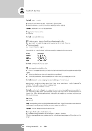 Capítulo 4 - Genética

Serie B: negro y marrón
B: produce color negro en pelo, nariz, rimel y almohadillas
b: debilíta el color a marrón (chocolate-hígado) sin pelos negros
Serie D: densidad y dilución de pigmentos
D: pigmento intenso-denso
d: dilución
Serie E: extensión del negro

Em: máscara negra, típica en Pug, Afgano, Pequinés y Shih Tzu
E: permite la formación de pigmento negro o marrón en todo el cuerpo

ebr: efecto atigrado
e: no permite pelos negros
Ejemplo de los cuatro colores fundamentales que presentan los mamíferos
Color
Negro
Azul
Marrón
Lila

Genotipo
As _ B _ D _ E _
As _ B _ d d E _
As _ b b D _ E _
As _ b b d d E _

Serie C: controla la fuerza del color

C: completa intensidad de color
cch: reduce rojos y amarillos (chinchilla). No cambian o solo lo hacen ligeramente sobre el
negro

ce: extrema dilución del pigmento (pastel o crema pálido)
ca: completo albinismo, mantos blancos, iris traslúcidos y pupilas y piel rosadas
Serie G: plateado o griseado progresivo a medida que el perro madura
G: plateado , el cachorro nace negro (Kerry Blue terrier, Viejo Pastor Inglés, Yorkshire Terrier. Sin efecto sobre pigmentación de ojo y nariz
g: normal, el manto mantiene su color
Serie M: mirlo, merle o dapple, es una combinación de manchas pálidas y oscuras de forma irregular y yuxtapuestas que se distribuyen por toda la superficie del manto contra un
fondo más claro, también aumenta la intensidad del blanco en animales con manchas
blancas (tricolores)
M: merle
m: normal
MM: la condición homocigota dominante es "semi-letal". En algunas razas causa deformidad, ceguera, sordera, esterilidad y manto completamente blanco
Serie P: inusual, rara en la mayoría de las razas
P: ningún efecto sobre el color del manto
p: causa reducción pigmento oscuro sin reducir el rojo o amarillo.
Mantos negros o áreas negras pasan a silver o lila, áreas hígado pasan a Silver fawn o chapagne

66

Consejo de Jueces - FCA - 2011

 