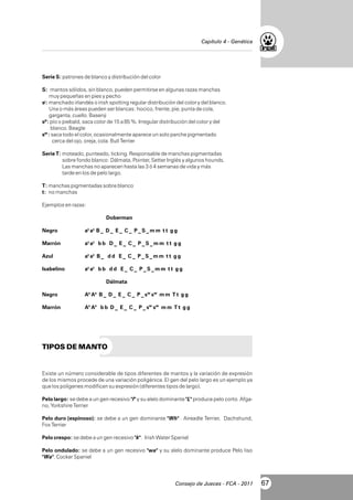 Capítulo 4 - Genética

Serie S: patrones de blanco y distribución del color
S: mantos sólidos, sin blanco, pueden permitirse en algunas razas manchas
muy pequeñas en pies y pecho
si: manchado irlandés o irish spotting regular distribución del color y del blanco.
Una o más áreas pueden ser blancas: hocico, frente, pie, punta de cola,
garganta, cuello. Basenji
sp: pío o piebald, saca color de 15 a 85 %. Irregular distribución del color y del
blanco. Beagle
sw : saca todo el color, ocasionalmente aparece un solo parche pigmentado
cerca del ojo, oreja, cola. Bull Terrier
Serie T: moteado, punteado, ticking. Responsable de manchas pigmentadas
sobre fondo blanco: Dálmata, Pointer, Setter Inglés y algunos hounds.
Las manchas no aparecen hasta las 3 ó 4 semanas de vida y más
tarde en los de pelo largo.
T: manchas pigmentadas sobre blanco
t: no manchas
Ejemplos en razas:
Doberman
Negro

at at B _ D _ E _ C _ P _ S _ m m t t g g

Marrón

at at b b D _ E _ C _ P _ S _ m m t t g g

Azul

at at B _ d d E _ C _ P _ S _ m m t t g g

Isabelino

at at b b d d E _ C _ P _ S _ m m t t g g
Dálmata

Negro

As As B _ D _ E _ C _ P _ sw sw m m T t g g

Marrón

As As b b D _ E _ C _ P _ sw sw m m T t g g

TIPOS DE MANTO

Existe un número considerable de tipos diferentes de mantos y la variación de expresión
de los mismos procede de una variación poligénica. El gen del pelo largo es un ejemplo ya
que los poligenes modifican su expresión (diferentes tipos de largo).
Pelo largo: se debe a un gen recesivo "l" y su alelo dominante "L" produce pelo corto. Afgano, Yorkshire Terrier
Pelo duro (espinoso): se debe a un gen dominante "Wh" . Aireadle Terrier, Dachshund,
Fox Terrier
Pelo crespo: se debe a un gen recesivo "k". Irish Water Spaniel
Pelo ondulado: se debe a un gen recesivo "wa" y su alelo dominante produce Pelo liso
"Wa". Cocker Spaniel

Consejo de Jueces - FCA - 2011

67

 