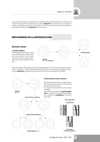 Capítulo 4 - Genética

En las células somáticas, aquellas que no cumplen funciones reproductivas, hablamos de
número de pares de cromosomas o sea número diploide de cromosomas. Las células sexuales o gonadales contienen la mitad del número de cromosomas que las somáticas,
aquí hablamos de número haploide de cromosomas.

MECANISMOS DE LA REPRODUCCIÓN

División celular
1- Simple: Mitosis
Es el proceso por el cual una célula se divide en dos células hijas
con igual número de cromosomas. La mitosis se realiza exclusivamente en las células somáticas.

2 Hijas Diploides

Diploide
2n = 2 cromosomas

Todas las células del cuerpo (somáticas) se reproducen por mitosis pero aquí hay que tener en cuenta que 1 célula madre (duplica el número de cromosomas) y da origen a 2 células hijas idénticas a ella puesto que contienen el mismo material genético. (DNA)

2- Reproducción sexual: Meiosis

Diploide
2n = 2

Primera División Meiótica

Es el proceso por el cual una célula se divide en cuatro células hijas con la mitad del
número de cromosomas.
Se realiza exclusivamente en las células
sexuales.
En el macho se produce la espermatogénesis: formación de espermatozoides y
en la hembra la ovogénesis: formación
de óvulos.
Entrecruzamiento
o
Crossing Over

Segunda División Meiótica

4 Hijas Haploides n = 1

Intercambio
De material genético

Consejo de Jueces - FCA - 2011

53

 