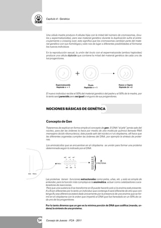 Capítulo 4 - Genética

Una célula madre produce 4 células hijas con la mitad del número de cromosomas, (óvulos y espermatozoides), pero ese material genético durante la duplicación sufre el entrecruzamiento o crossing over, esto significa que los cromosomas cambian parte del material genético con sus homólogos y esto nos da lugar a diferentes posibilidades al formarse
los nuevos individuos.
En la reproducción sexual, la unión del óvulo con el espermatozoide (ambos haploides)
produce una célula diploide que contiene la mitad del material genético de cada uno de
los progenitores.

+
Espermatozoide
Haploide n = 1

Óvulo
Haploide n = 1

Huevo o Cigoto
Diploide 2n =2

El nuevo individuo recibe el 50% del material genético del padre y el 50% de la madre, por
lo tanto será parecido pero no igual a ninguno de sus progenitores.

NOCIONES BÁSICAS DE GENÉTICA

Concepto de Gen
Trataremos de explicar en forma simple el concepto de gen. El DNA “el jefe” jamás sale del
núcleo, para dar las órdenes lo hace por medio de otra molécula química llamada RNA
mensajero (ácido ribonucleico), ésta puede salir del núcleo e ir al citoplasma, allí hace que
las diferentes organelas cumplen las órdenes del DNA, por ejemplo la síntesis de proteínas.
Los aminoácidos que se encuentran en el citoplasma se unirán para formar una proteína
determinada según lo indicado por el DNA.

aa2

aa1

aa1

RNAm
aa3

DNA

aa4

R

aa1
aa1
aa2
aa4
aa1
aa3
aa1

PROTEINA

RNAm

Las proteínas tienen funciones estructurales como pelos, uñas, etc. y esto es simple de
entender, pero la función más compleja es la enzimática, actuar como catalizadores o aceleradores de reacciones.
Para que una sustancia A se transforme en B puede hacerlo solo si la enzima está presente.
A y B son diferentes por lo tanto un individuo que contenga A será diferente de otro que contenga B y esa diferencia estará dada únicamente por la presencia de una enzima que se formó en el citoplasma con la orden que impartió el DNA que fue heredado en un 50% de cada uno de los progenitores.
Por lo tanto diremos que un gen es la mínima porción de DNA que codifica (manda, ordena) la síntesis de una proteína.

54

Consejo de Jueces - FCA - 2011

 