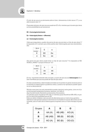 Capítulo 4 - Genética

El color de ojo oscuro es dominante sobre el claro. Llamaremos al color oscuro “E” y a su
alelo recesivo claro “e”.
El genotipo del perro de ojos oscuros puede ser EE o Ee, mientras que si tuviera ojos claros
su única posibilidad es ser siempre ee.

EE = homocigota dominante
Ee = hetercigota (hetero = diferente)
ee = homocigota recesivo.
Cabe aquí preguntarse, pueden dos perros de ojos oscuros tener un hijo de ojos claros? Y
la respuesta es SI, siempre que ambos padres sean heterocigotas para esa característica.
(Ee)

Dos perros de ojos claros puede tener un hijo de ojos oscuros? Y la respuesta es NO,
NUNCA, JAMAS !!! porque ambos son “ee”.

Es muy importante entender este concepto, un perro de ojos oscuros heterocigota (Ee) si
bien manifiesta ojos oscuros puede dar hijos de ojos claros.
En otras características, determinadas anomalías se encuentran en genes recesivos pero si
el individuo es heterocigota no podemos verlas y cuando el se reproduzca pueden aparecer en su descendencia.
Muchas veces para una sola característica pueden intervenir varios genes, como en el caso de los grupos sanguíneos humanos, tenemos: A, B, AB y O.
Aquí A es dominante, B también es dominante y O es recesivo.
Un individuo grupo A podrá ser AA o AO, un individuo grupo B podrá ser BB o BO y un grupo O no tiene otra posibilidad que ser OO.
Estos son alelos múltiples o sea una serie de alternativas para un mismo locus genético.
Además en este ejemplo aparece la dominancia incompleta en el grupo AB, ambos son dominantes, pero en este caso la heterocigosis se expresa como un nuevo fenotipo el grupo
AB.

56

Consejo de Jueces - FCA - 2011

 