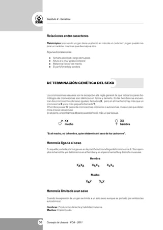 Capítulo 4 - Genética

Relaciones entre caracteres
Pleiotrópico: es cuando un gen tiene un efecto en más de un carácter. Un gen puede mejorar un carácter mientras que desmejora otro.
Algunas Correlaciones:
l
Tamaño corporal y largo de huesos
l a la cruz y peso corporal
Altura
l
Melanina y color del manto
l M (merle) y sordera
El par

DE TERMINACIÓN GENÉTICA DEL SEXO

Los cromosomas sexuales son la excepción a la regla general de que todos los pares homólogos de cromosomas son idénticos en forma y tamaño. En las hembras se encuentran dos cromosomas del sexo iguales, llamados X, pero en el macho no hay más que un
cromosoma X y uno más pequeño llamado Y.
El hombre posee 22 pares de cromosomas ordinarios o autosomas, más un par que determina el sexo (alosomas).
En el perro, encontramos 38 pares autosómicos más un par sexual.

XY
macho

XX
hembra

“Es el macho, no la hembra, quien determina el sexo de los cachorros”.

Herencia ligada al sexo
Es aquella portada por los genes en la porción no homóloga del cromosoma X. Son ejemplos la hemofilia y el daltonismo en el hombre y en el perro hemofilia y distrofia muscular.

Hembra
XA XA

XA X a

XaXa

Macho
XAY

XaY

Herencia limitada a un sexo
Cuando la expresión de un gen se limita a un solo sexo aunque es portado por ambos (es
autosómica)
Hembras: Producción de leche y habilidad materna
Machos: Criptorquidia

58

Consejo de Jueces - FCA - 2011

 
