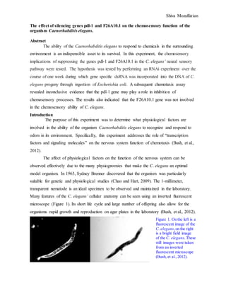 Shiva Mozaffarian
The effect of silencing genes pdl-1 and F26A10.1 on the chemosensory function of the
organism Caenorhabditis elegans.
Abstract
The ability of the Caenorhabditis elegans to respond to chemicals in the surrounding
environment is an indispensible asset to its survival. In this experiment, the chemosensory
implications of suppressing the genes pdl-1 and F26A10.1 in the C. elegans’ neural sensory
pathway were tested. The hypothesis was tested by performing an RNAi experiment over the
course of one week during which gene specific dsRNA was incorporated into the DNA of C.
elegans progeny through ingestion of Escherichia coli. A subsequent chemotaxis assay
revealed inconclusive evidence that the pdl-1 gene may play a role in inhibition of
chemosensory processes. The results also indicated that the F26A10.1 gene was not involved
in the chemosensory ability of C. elegans.
Introduction
The purpose of this experiment was to determine what physiological factors are
involved in the ability of the organism Caenorhabditis elegans to recognize and respond to
odors in its environment. Specifically, this experiment addresses the role of “transcription
factors and signaling molecules” on the nervous system function of chemotaxis (Bush, et al.,
2012).
The affect of physiological factors on the function of the nervous system can be
observed effectively due to the many physiognomies that make the C. elegans an optimal
model organism. In 1963, Sydney Brenner discovered that the organism was particularly
suitable for genetic and physiological studies (Chao and Hart, 2009). The 1-millimeter,
transparent nematode is an ideal specimen to be observed and maintained in the laboratory.
Many features of the C. elegans’ cellular anatomy can be seen using an inverted fluorescent
microscope (Figure 1). Its short life cycle and large number of offspring also allow for the
organisms rapid growth and reproduction on agar plates in the laboratory (Bush, et al., 2012).
Figure 1. On the left is a
fluorescent image of the
C. elegans,on the right
is a bright field image
of the C. elegans. These
still images were taken
from an inverted
fluorescent microscope
(Bush, et al., 2012).
 