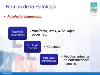 Ramas de la Patología
• Patología comparada:
 