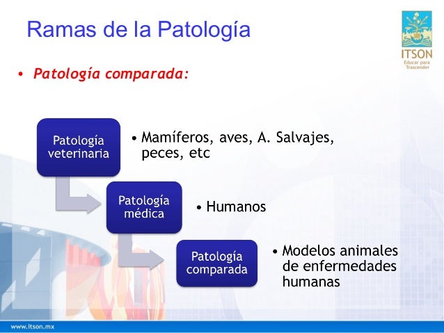 INTRODUCCION A LA PATOLOGÍA VETERINARIA