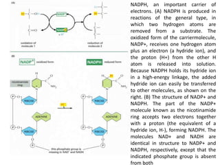 Naph 4 cell chemistry and biosynthesis | PPTX