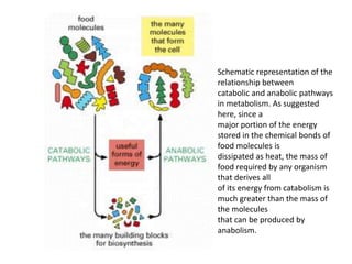 4 cell chemistry and biosynthesis | PPTX