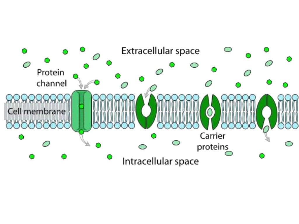4 Cell membranes and transport