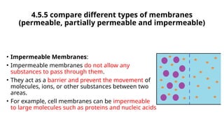 4 Cells and Tissues part for understanding.1 (1).pptx