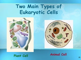 Four cell structure in precision with simple understanding. | PPT
