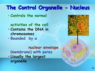 Four cell structure in precision with simple understanding. | PPT