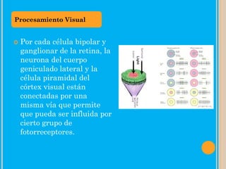  Por cada célula bipolar y
ganglionar de la retina, la
neurona del cuerpo
geniculado lateral y la
célula piramidal del
córtex visual están
conectadas por una
misma vía que permite
que pueda ser influida por
cierto grupo de
fotorreceptores.
Procesamiento Visual
 