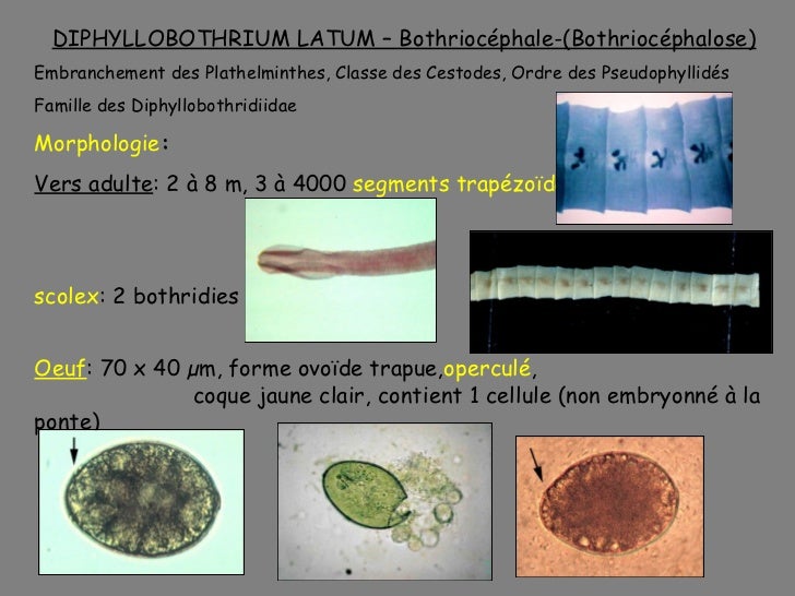 Le traitement national contre les parasites dans le sang