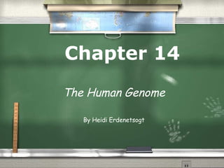 Chapter 14 The Human Genome By Heidi Erdenetsogt 