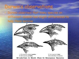 Darwin’s observations Darwin observed that many species on different islands had slight differences to help them survive