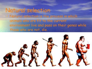 Natural selection Natural selection is the process in which animals who are fit to the current environment live and pass on their genes while those who are not, die.