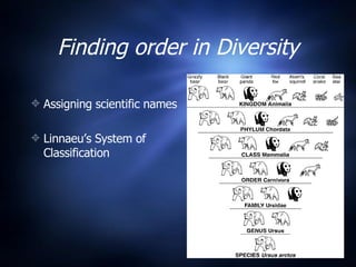 Finding order in Diversity Assigning scientific names Linnaeu’s System of Classification