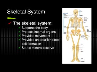 Skeletal System The skeletal system: Supports the body Protects internal organs Provides movement Provides an area for blood  cell formation Stores mineral reserve 