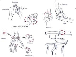 Freely Movable Joints 