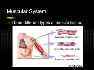 Muscular System Three different types of muscle tissue: 