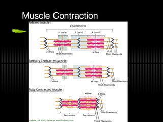 Muscle Contraction 