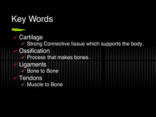Key Words Cartilage Strong Connective tissue which supports the body. Ossification Process that makes bones. Ligaments Bone to Bone Tendons Muscle to Bone 