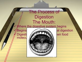 The Process of Digestion The Mouth: Where the digestive system begins Begins process of mechanical digestion Digestive enzymes break down food molecules