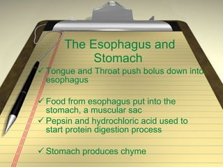 The Esophagus and Stomach Tongue and Throat push bolus down into esophagus Food from esophagus put into the stomach, a muscular sac Pepsin and hydrochloric acid used to start protein digestion process Stomach produces chyme
