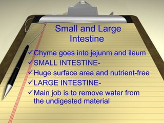Small and Large Intestine Chyme goes into jejunm and ileum SMALL INTESTINE- Huge surface area and nutrient-free LARGE INTESTINE- Main job is to remove water from the undigested material