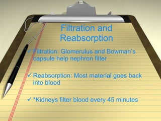 Filtration and Reabsorption Filtration: Glomerulus and Bowman’s capsule help nephron filter Reabsorption: Most material goes back into blood *Kidneys filter blood every 45 minutes