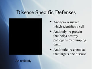 Disease Specific Defenses Antigen- A maker which identifies a cell Antibody- A protein that helps destroy pathogens by clumping them Antibiotic- A chemical that targets one disease An antibody 