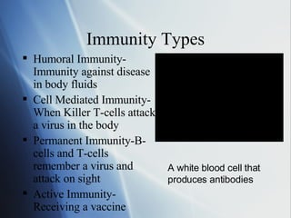 Immunity Types Humoral Immunity-Immunity against disease in body fluids Cell Mediated Immunity- When Killer T-cells attack a virus in the body Permanent Immunity-B-cells and T-cells remember a virus and attack on sight Active Immunity- Receiving a vaccine A white blood cell that produces antibodies 