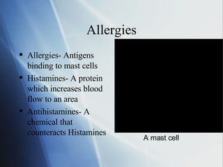 Allergies Allergies- Antigens binding to mast cells Histamines- A protein which increases blood flow to an area Antihistamines- A chemical that counteracts Histamines A mast cell 