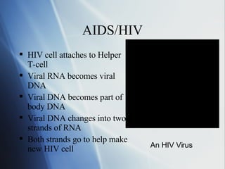 AIDS/HIV HIV cell attaches to Helper T-cell Viral RNA becomes viral DNA Viral DNA becomes part of body DNA Viral DNA changes into two strands of RNA Both strands go to help make new HIV cell An HIV Virus 