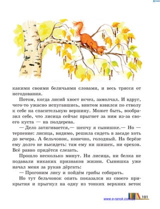 какими своими беличьими словами, и весь трясся от
негодования.
Потом, когда лисий хвост исчез, замолчал. И вдруг,
чего-то ужасно испугавшись, винтом взвился по стволу
к себе на спасительную вершину. Может быть, вообра-
зил себе, что лисица сейчас прыгнет за ним из-за сво-
его куста — на полдерева.
— Дело затягивается,— шепчу я сынишке.— Но  —
терпение: лисица, видимо, решила сидеть в засаде хоть
до вечера. А бельчонок, конечно, голодный. На берёзе
ему долго не высидеть: там ему ни шишек, ни орехов.
Всё равно придётся слезать.
Прошло несколько минут. Ни лисица, ни белка не
подавали никаких признаков жизни. Сынишка уже
начал меня за рукав дёргать:
— Прогоним лису и пойдём грибы собирать.
Но тут бельчонок опять показался из своего при-
крытия и прыгнул на одну из тонких верхних веток
101www.e-ranok.com.ua
 