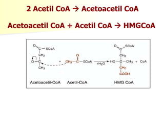 2 Acetil CoA  Acetoacetil CoA 
Acetoacetil CoA + Acetil CoA  HMGCoA 
 