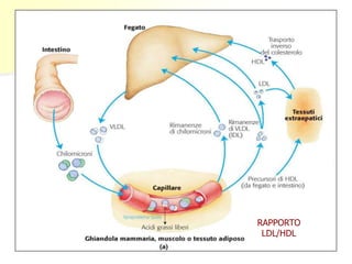 RAPPORTO 
LDL/HDL 
 