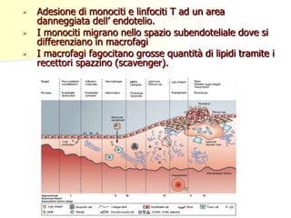  Adesione di monociti e linfociti T ad un area 
danneggiata dell’ endotelio. 
 I monociti migrano nello spazio subendoteliale dove si 
differenziano in macrofagi 
 I macrofagi fagocitano grosse quantità di lipidi tramite i 
recettori spazzino (scavenger). 
 