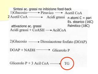 Sintesi ac. grassi no inibizione feed-back 
2 n atomi C = pari 
Es. stearico (16C) 
attivazione ac. grassi Palmitico (18C) 
 