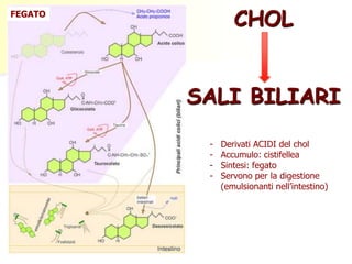 CHOL 
SALI BILIARI 
FEGATO 
- Derivati ACIDI del chol 
- Accumulo: cistifellea 
- Sintesi: fegato 
- Servono per la digestione 
(emulsionanti nell’intestino) 
 