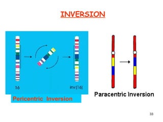 Peripheral Inverse 4 chromosomal aberrations ks | PPT