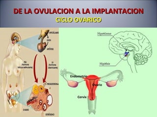 DE LA OVULACION A LA IMPLANTACIONDE LA OVULACION A LA IMPLANTACION
CICLO OVARICOCICLO OVARICO
Ovario
Endometrio
Cervix
 