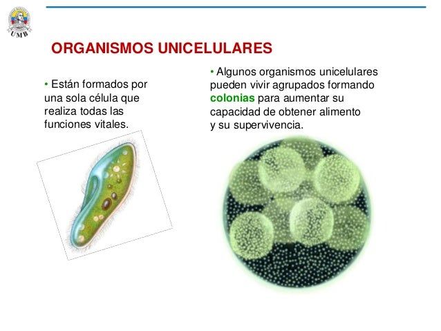 CLASE 4 CORTE 1