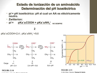 Estado de ionización de un aminoácido
               Determinación del pH isoeléctrico
    • pI = pH isoeléctrico: pH al cual un AA es eléctricamente
      neutro.
    • Zwitterion:
    • pI =    pKa´αCOOH + pKa´αNH3+ NO SIEMPRE

                          2
pKa´αCOOH=2,4 ; pKa´αNH3+ =9,6




                                                                 Profesora Bqca. Marcela Trapé
                                                                 16
 